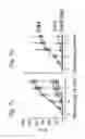 Fig. 10 - Recombinant AAV-crumbs homologue composition and methods for treating LCA-8 and progressive RP