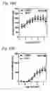Fig. 19 - Recombinant AAV-crumbs homologue composition and methods for treating LCA-8 and progressive RP