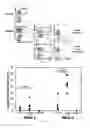 Fig. 02 - Engineering antiviral T cell immunity through stem cells and chimeric antigen receptors