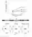 Fig. 06 - Engineering antiviral T cell immunity through stem cells and chimeric antigen receptors