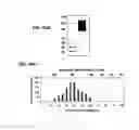 Fig. 32 - HEMATOPOIETIC CELL SELECTIN LIGAND POLYPEPTIDES AND METHODS OF USE THEREOF