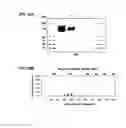 Fig. 34 - HEMATOPOIETIC CELL SELECTIN LIGAND POLYPEPTIDES AND METHODS OF USE THEREOF