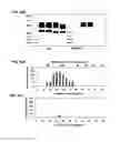 Fig. 35 - HEMATOPOIETIC CELL SELECTIN LIGAND POLYPEPTIDES AND METHODS OF USE THEREOF