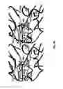 Fig. 10 - Crystal Structure of Staphylococcus Aureus Clumping Factor A in Complex with Fibrinogen Derived Peptide and Uses Thereof