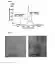 Fig. 05 - PEPTIDES AND USES THEREOF