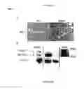 Fig. 09 - METHODS AND COMPOSITIONS FOR TREATMENT OF RETINOID-RESPONSIVE CONDITIONS