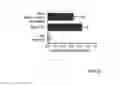 Fig. 03 - Means and methods for producing high affinity antibodies