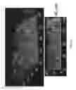 Fig. 13 - COMPOSITIONS AND METHODS FOR THE REMOVAL OF BIOFILMS