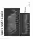 Fig. 25 - COMPOSITIONS AND METHODS FOR THE REMOVAL OF BIOFILMS