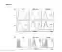 Fig. 12 - METHODS AND COMPOSITIONS FOR MODULATING VOLTAGE-GATED CALCIUM CHANNEL FUNCTION