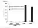 Fig. 09 - Antibody which specifically reacts with human integrin A6B4