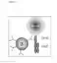 Fig. 03 - CD70-BINDING PEPTIDES AND METHOD, PROCESS AND USE RELATING THERETO