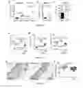 Fig. 13 - Modulation of γδ T cells
