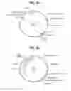 Fig. 03 - ANTI-TISSUE FACTOR ANTIBODIES AND COMPOSITIONS