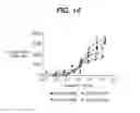 Fig. 12 - ANTI-TISSUE FACTOR ANTIBODIES AND COMPOSITIONS