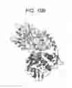 Fig. 24 - Binding molecules specific for CD73 and uses thereof