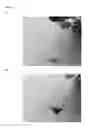 Fig. 04 - Catechol-rich polymers from N-substituted maleimides