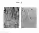 Fig. 02 - POLYMER COMPOSITES WITH UV SHIELDING STRENGTH