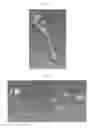 Fig. 17 - Perfusion bioreactor