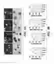 Fig. 03 - Compositions and methods for epithelial stem cell expansion and culture