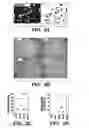 Fig. 11 - Compositions and methods for epithelial stem cell expansion and culture