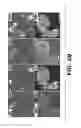 Fig. 13 - Compositions and methods for epithelial stem cell expansion and culture