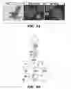 Fig. 19 - Compositions and methods for epithelial stem cell expansion and culture