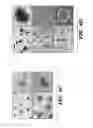 Fig. 20 - Compositions and methods for epithelial stem cell expansion and culture