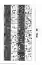 Fig. 23 - Compositions and methods for epithelial stem cell expansion and culture