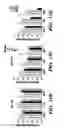 Fig. 28 - Compositions and methods for epithelial stem cell expansion and culture
