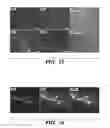 Fig. 36 - Compositions and methods for epithelial stem cell expansion and culture