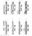 Fig. 38 - Compositions and methods for epithelial stem cell expansion and culture