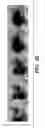 Fig. 41 - Compositions and methods for epithelial stem cell expansion and culture
