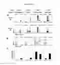 Fig. 05 - Use of specific regulatory T-cells to induce immune tolerance