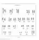Fig. 06 - Isolation, expansion and characterization of wharton's jelly mesenchymal stem cells