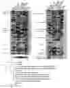 Fig. 04 - Angiohematopoietic progenitor cells