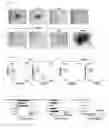 Fig. 10 - Angiohematopoietic progenitor cells