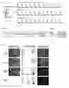 Fig. 12 - Angiohematopoietic progenitor cells