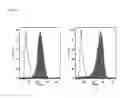 Fig. 10 - Simplified basic media for human pluripotent cell culture