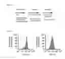 Fig. 15 - Simplified basic media for human pluripotent cell culture