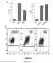 Fig. 08 - Anaplastic Lymphoma Kinase (ALK) As An Oncogene Capable Of Transforming Normal Human Cells