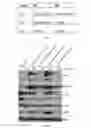 Fig. 22 - Anaplastic Lymphoma Kinase (ALK) As An Oncogene Capable Of Transforming Normal Human Cells