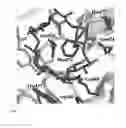 Fig. 09 - Method for making mutated pullulanase enzyme, mutated pullulanase enzyme, and microorganism expressing the same