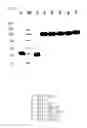 Fig. 05 - Fusion protein having factor VII activity
