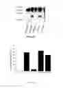 Fig. 05 - Mutated tissue plasminogen activators and uses thereof