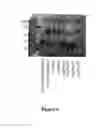 Fig. 12 - Mutated tissue plasminogen activators and uses thereof