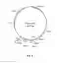 Fig. 06 - Combinatorial antibody libraries and uses thereof