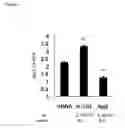 Fig. 03 - Methods for Modulation of Autophagy Through the Modulation of Autophagy-Inhibiting Gene Products