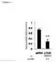 Fig. 12 - Methods for Modulation of Autophagy Through the Modulation of Autophagy-Inhibiting Gene Products