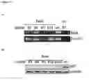 Fig. 58 - Methods for Modulation of Autophagy Through the Modulation of Autophagy-Inhibiting Gene Products